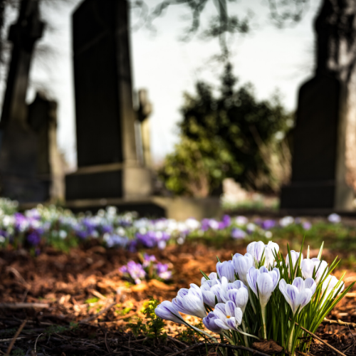 Image of Flowers in Cemetery